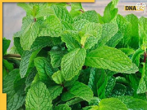 Peppermint Benefits In Summer