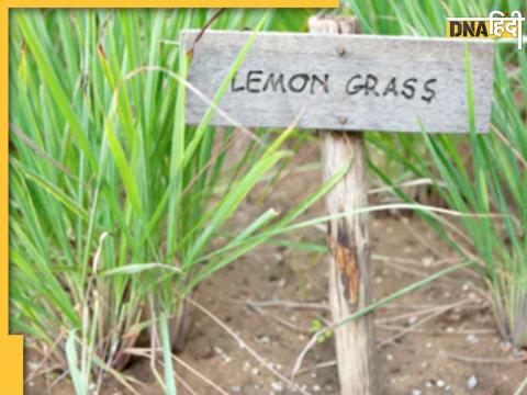 Lemon Grass Benefits