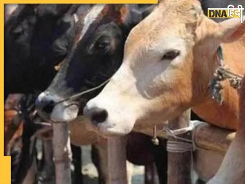 Cow Slaughter in Etah (File Photo)