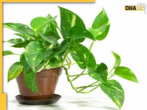 Money Plant Vastu