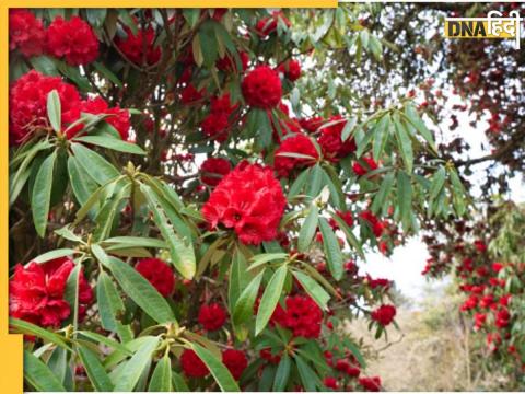 Health Benefits Of Buransh Flower