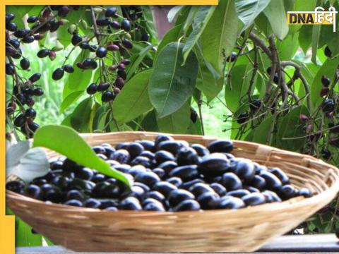 Jamun is best Remedy for Blood Sugar 