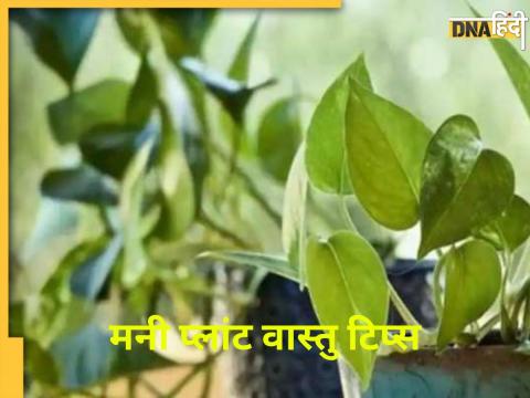 Money Plant Vastu Tips