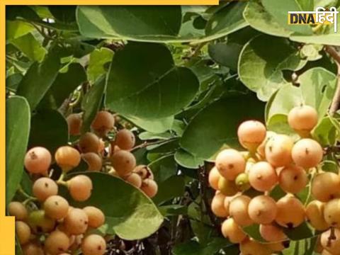 Lasoda Health Benefits