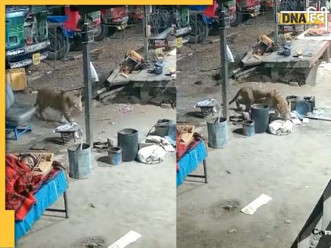 leopard grabs dog slept under man cot between trucks watch trending viral video