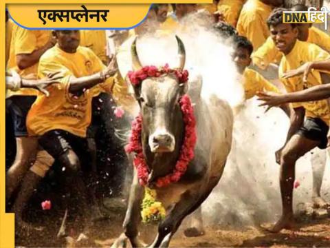 Jallikattu