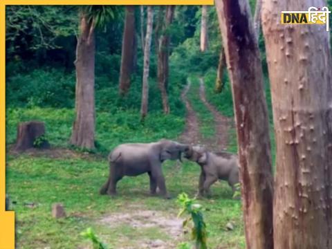 Viral Baby Elephant Fight Video