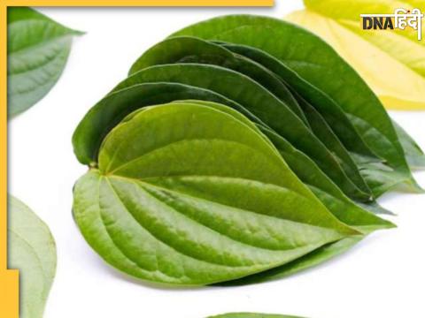 Leaf Can Control Uric Acid