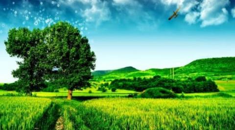 Seeing Green Field in Dream Meaning