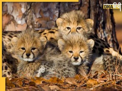 Kuno Cheetah Death: कूनो नेशनल पार्क में चीते के शावक मार्च में जन्मे थे. इन्हीं में से एक शावक की मौत हो गई है.