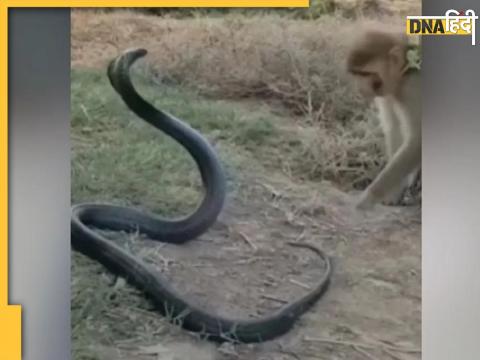 Cobra Monkey Fight Video News