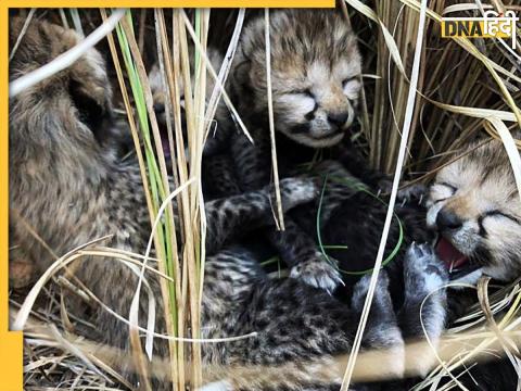 kuno national park jwala cheetah 2 cubs died total 3 cubs dead madhya pradesh