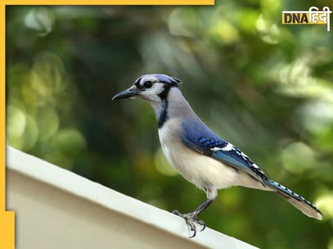 Birds On Roofs