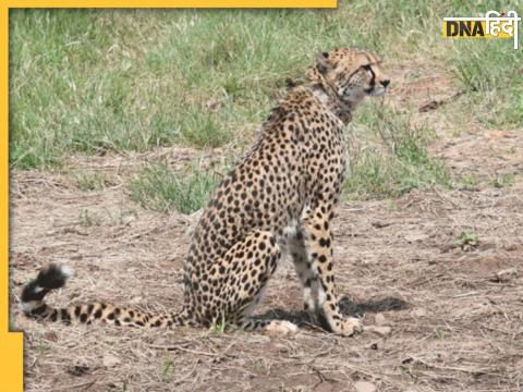 Kuno National Park Cheetah