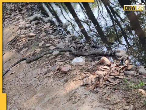 Amangarh Tiger Reserve में दिखाई दिया शिकार करता 13 फुट का King Cobra.