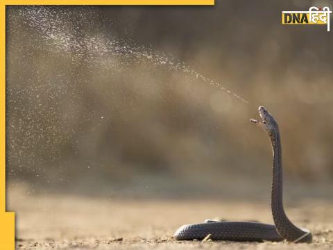 Spitting Cobra