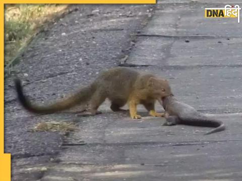 Mongoose Rips Lizard Attack Video