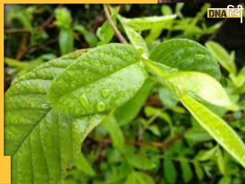  Guava Leaves For Blood Sugar Control 