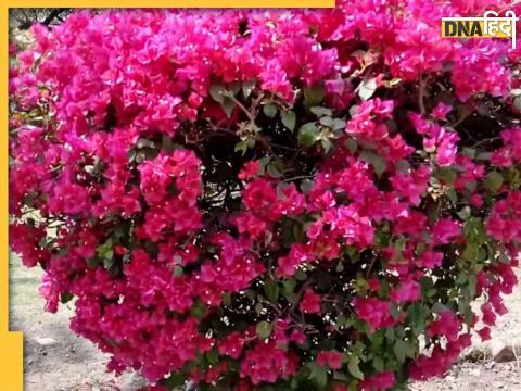 bougainvillea flowers