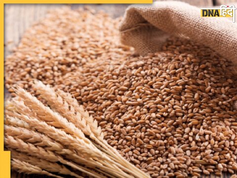 Wheat Price