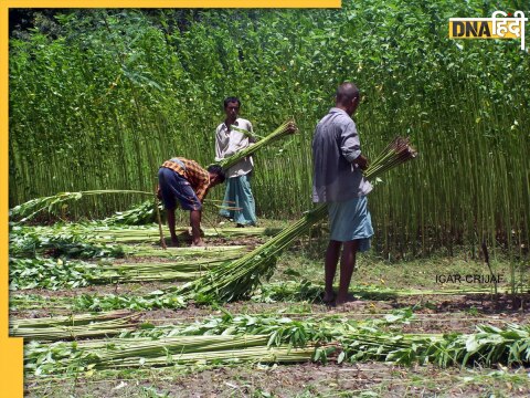 Jute Farming