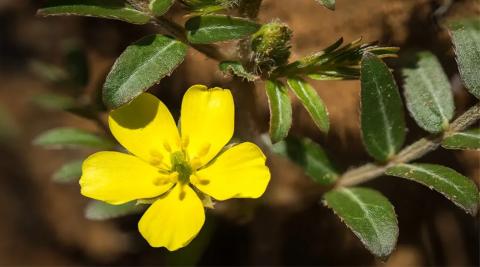 Gokshura or Tribulus terrestris benefits for Kidney