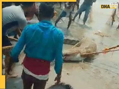 Crocodile Beaten to Death