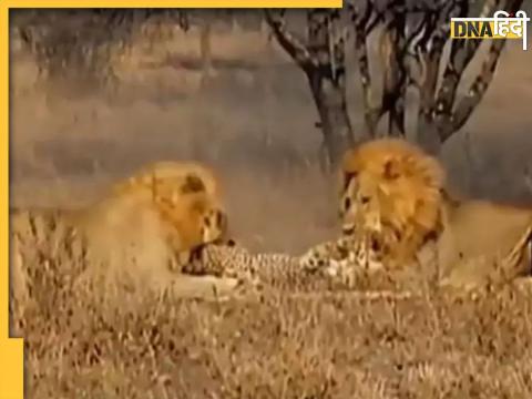 Lion killed Cheetah: दो शेर मिलकर चीते का शिकार करने के बाद उसे खा गए.