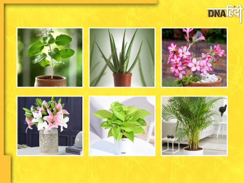 plants that we should keep at home