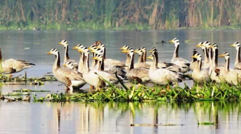 Okhla Bird Sanctuary