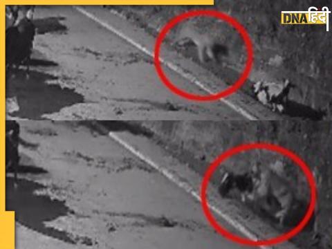 Tiger Attack: टाइगर ने अलग बैठी गाय पर हमला बोला और उसे दबोच लिया.