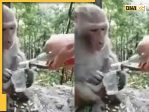 Monkey Viral Video 