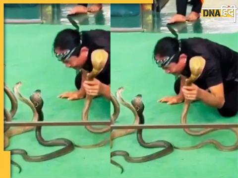 King Cobra Viral Video 