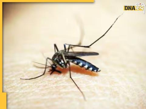 Dengue Zika Viral May Increase