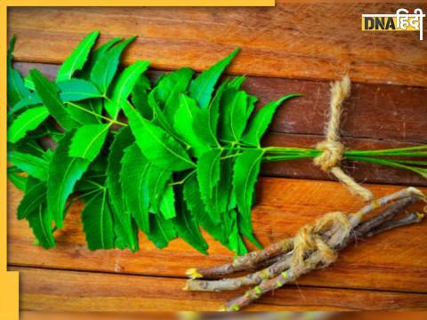 Neem Leaves Control Diabetes