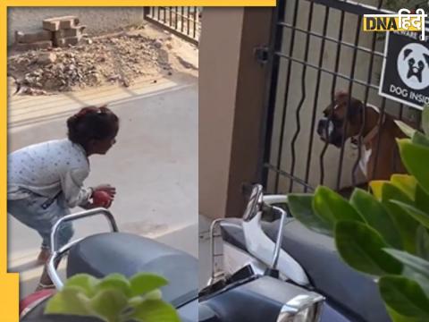 pitbull dog viral video playing ball with girl child watch instagram reels