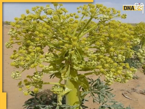 Small Business Idea-Asafoetida Farming