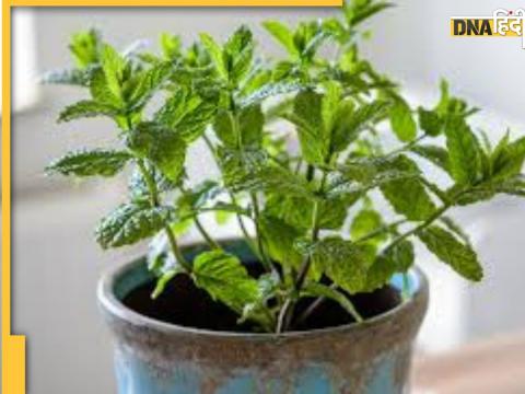 Mint Leaves Benefits in Uric Acid