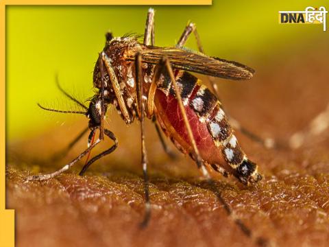 Home Remedies for Dengue Malaria