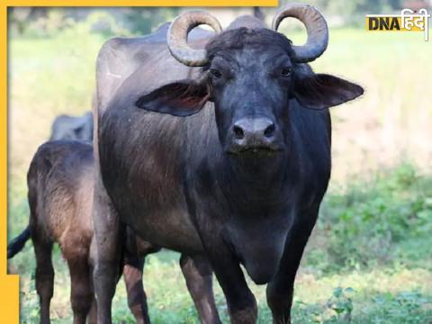 प्रतीकात्मक तस्वीर. 