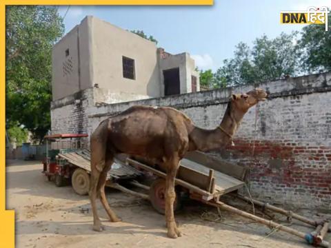 hathras camel killed owner woman chewed her hand while drinking water in up