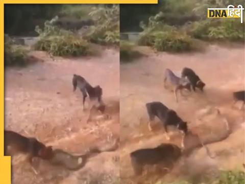 King cobra fighting dogs video viral watch how 5 dogs kills king cobra