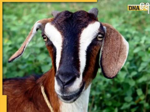 Indian Goat (Representational Image)