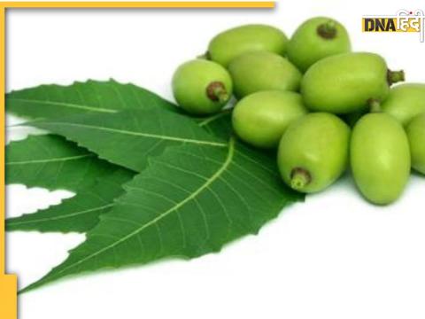 Neem Leaves For Diabetes