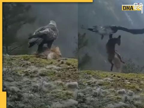 eagle hunted fox flies away with heavy food watch horrible wildlife viral video