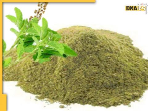 Tulsi Powder benefits