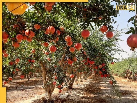 Farming Of Pomegranate