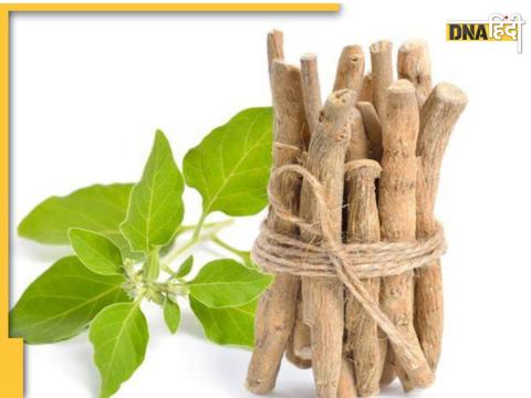 herbs that will help manage diabetes