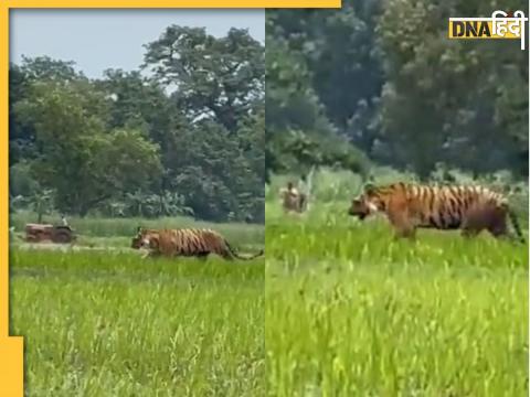 tiger royal walk while farmer driving tractor in the field watch viral video