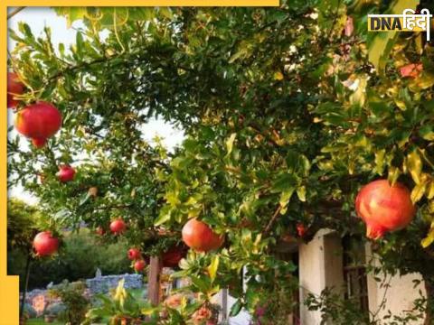 Pomegranate Leaves Benefits For Jaundice